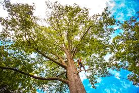 Tree and Shrub Care in Mount Dora, FL