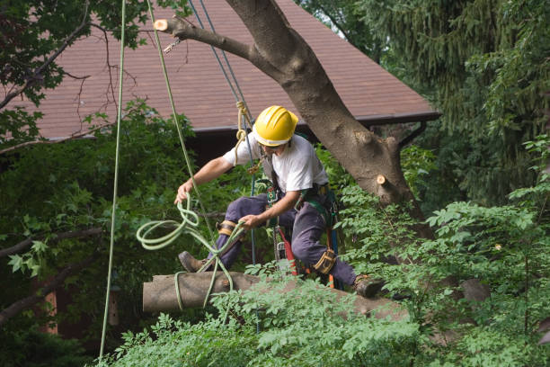 Best Palm Tree Trimming  in Mount Dora, FL