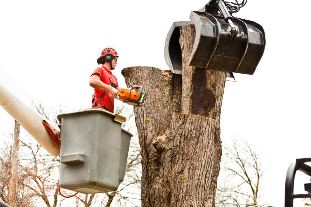 Best Root Management and Removal  in Mount Dora, FL